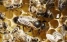 www.abeille.ch