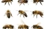 www.abeille.ch
