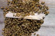 bee | insect | agriculture | apiary | wooden | beard | beehive | green | hive | honey | nature | apiarist | apiculture | background | farm | garden | plant | apis | aroma | beekeeping | black | box | colony | entomology | field | grass | swarm | yellow |