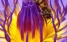www.abeille.ch