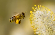 bee | pollen | flying | flight | hovering | insect | fly | honey | bumble | blossom | pussy willow | spring | necter | hairs | stamen | flower | plant | collecting | gathering