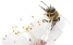 www.abeille.ch