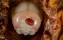 arachnid | bee | bees | close-up | detail | macro | micro | destructor | mite | nature | parasite | varroa | drone | varroamilbe | wildlife | ill | bee | honey | mite | parasitic | hive | destructor | disease | varroamilbe | infestation | varroa | beekeep