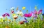 blumen | wiese | blumenwiese | sommer | sommerblumen | sommerwiese | frühling | urlaub | auszeit | erholung | entspannung | geburtstag | glück | viel glück | glücklich | muttertag | hochzeit | glückwünsche | alles liebe | alles gute | danke | glückwunschk