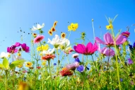 blumen | wiese | blumenwiese | sommer | sommerblumen | sommerwiese | frühling | urlaub | auszeit | erholung | entspannung | geburtstag | glück | viel glück | glücklich | muttertag | hochzeit | glückwünsche | alles liebe | alles gute | danke | glückwunschk