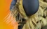 www.abeille.ch