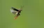 Cantharis fusca | Flug | Garten | Gemeiner Weichkäfer | Insektensterben | Käfer | artensterben | bestäuben | bestäubung | blütenpflanzen | gifte | glyphosat | gärten | pestizide | roundup | steingärten | tot | umweltverschmutzung | wahnsinn | wildbienen