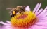 www.abeille.ch