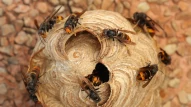 vespa velutina | avispa | vespa | velutina | avispa asiática | nido | asiática | invasiva | invasión | alóctona | especie | insecto | artrópodo | animal | cantabria