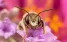 www.abeille.ch