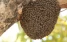 www.abeille.ch