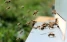 www.abeille.ch