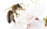 www.abeille.ch