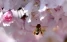 www.abeille.ch