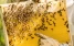 www.abeille.ch