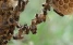 www.abeille.ch