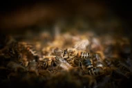 insekten | gemeinschaft | gruppe | bestaeubung | nahaufnahme | viele | bienenwachs | fleissig | fleissige | bienentanz | arbeit | arbeiten | zusammenarbeit | zusammenarbeiten | gemeinsam | zusammen | makro | textfreiraum | copyspace | copy space | kommuni