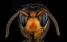 www.abeille.ch