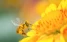 www.abeille.ch