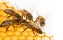 queen bee | queen | eggs | laying | lays | bee | apis mellifera | bee worker | mother | Beekeeper | introducing | new queen bee | hive | marking | marking | color | dot | color | macro | detail | mark | background | wax | bee worker | background | pollina