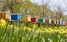 www.abeille.ch