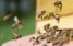 www.abeille.ch
