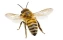 bee | isolated | png | no background | insect | honeybee | summer | nature | object | single | closeup | studio shot | still life | wings | animal | wildlife | honey | flying | garden | pollination | T222 (3038)