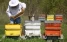 www.abeille.ch