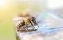 honey | bees | bee | drinking | horizontal | insect | pollen | summer | water | honeycomb | honeyed | animals | leadership | yellow | queen | beeswax | insects | medicine | health care | efficiency | golden | wild | food | eating | wax | sweet | shape | b