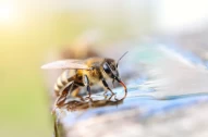 honey | bees | bee | drinking | horizontal | insect | pollen | summer | water | honeycomb | honeyed | animals | leadership | yellow | queen | beeswax | insects | medicine | health care | efficiency | golden | wild | food | eating | wax | sweet | shape | b