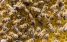 www.abeille.ch