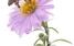 www.abeille.ch