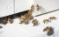 www.abeille.ch