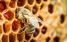 www.abeille.ch