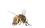 www.abeille.ch