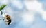 www.abeille.ch