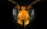 www.abeille.ch