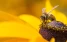 www.abeille.ch