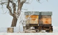 day | snow | winter | orchard | nature | honey | beekeeping | bee | production | apiary | beehive | hive | wooden | sunny | sky | landscape | countryside | honeybee | blue | box