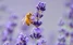 www.abeille.ch