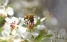 www.abeille.ch