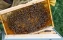 frame | filled | capped | honey | bee | activity | close-up | beekeeper | inspecting | manual | harvest | healthy | brood | ecological | honey | production | detail | focus | honeycomb | wax | apiary | beekeeping | traditional | organic | suit | gloves | 