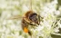www.abeille.ch