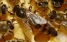 www.abeille.ch